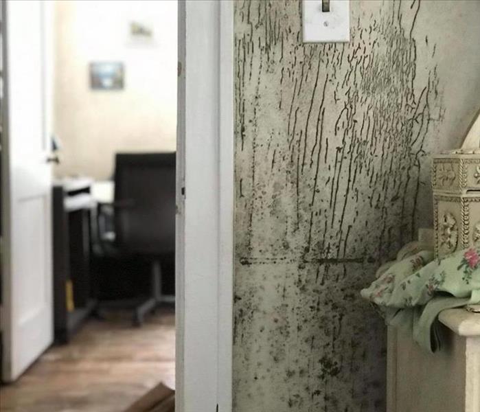 Mold growing on a kitchen wall beside a doorway