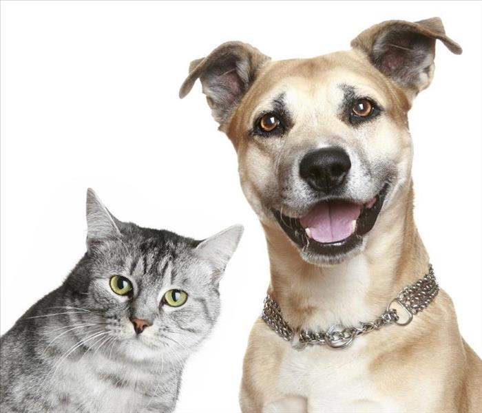 Photo of a cat and a dog on a white background